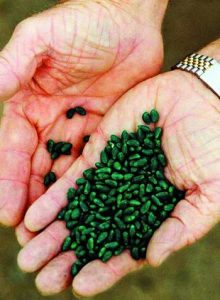 The Bt Cotton plant seeds