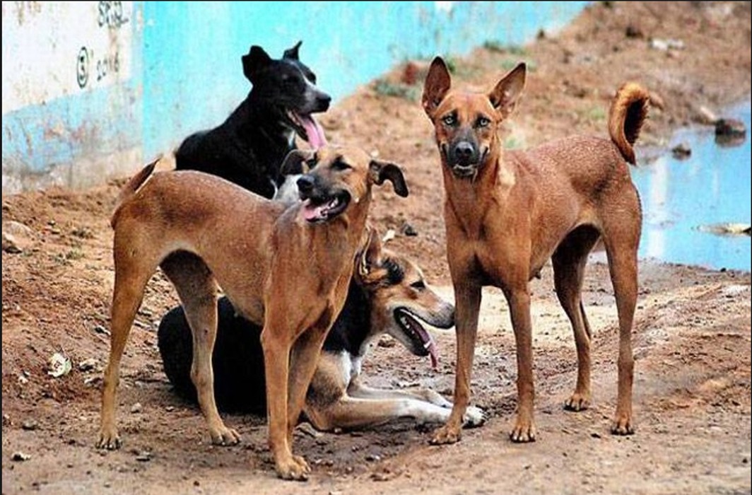 UP: Violent stray dogs target children in Sitapur; 3 found killed