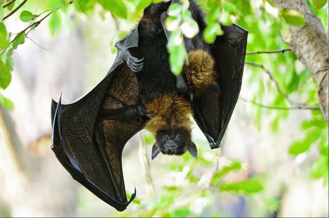 Image result for Kerala Nipah