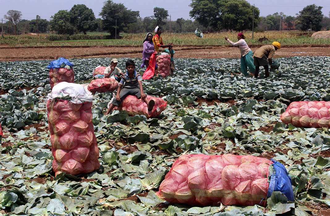 The harvest season just got over and normal to near-normal monsoon meant a rich crop yield. Photo: UNI