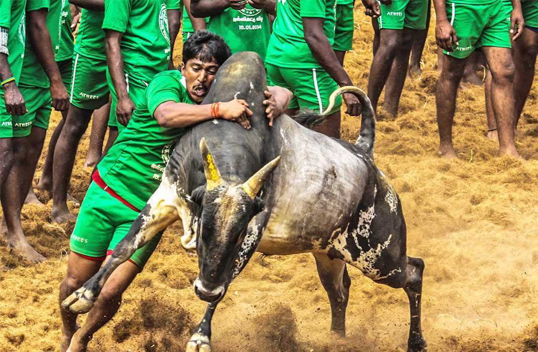 The argument that Jallikattu was a cultural event and hence could not be curtailed was not accepted by the apex court