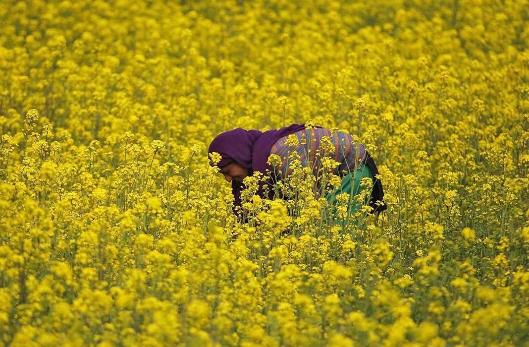 Will this woman’s mustard field on the outskirts of Srinagar be safe from GM infusion? Photo: UNI