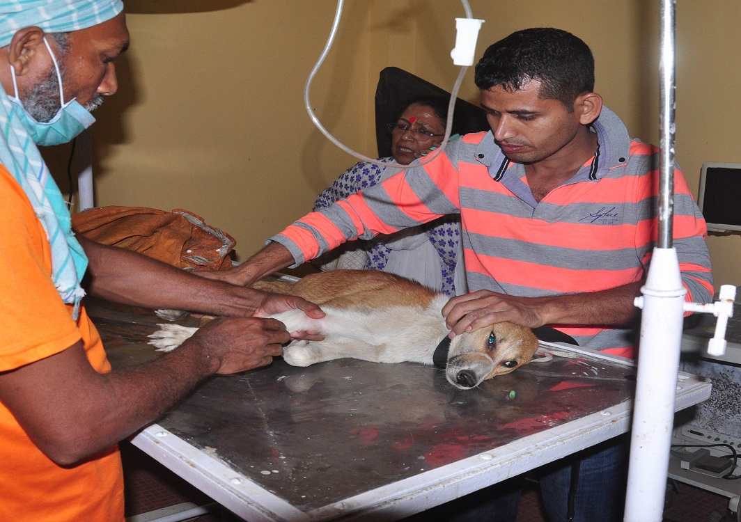 Members of People for Animals give treatment to an injured dog at the PFA  Hospital and Shelter Centre in Guwahati. Photo: UNI - India Legal