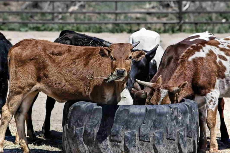 Three HC orders on cows: one calls for cows to be made the national animal