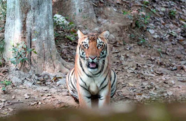 Bombay HC quashes shoot order against tigress