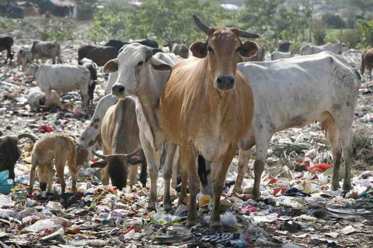SC Refuses to Stay Cattle Rule, Issues Notice to Govt