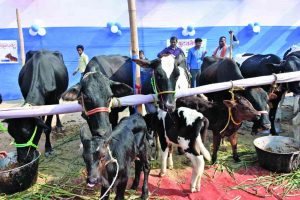 Farmers with their cattle at a fair organised by the Bihar state Milk Co-operative Federation Ltd in Patna. Such activities will be closely scrutinised now. Photo: UNI