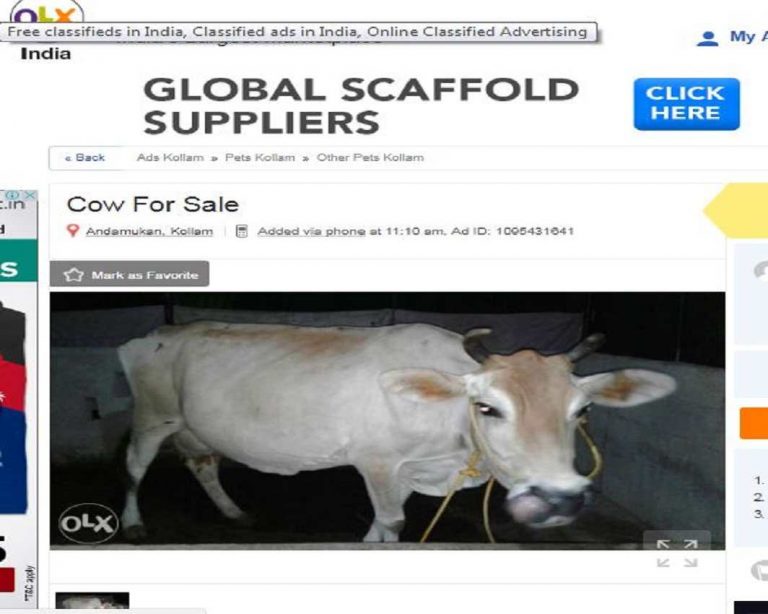 Bech de: Cows on the net