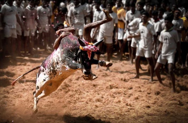 Bill makes buffalo racing legal again in Karnataka