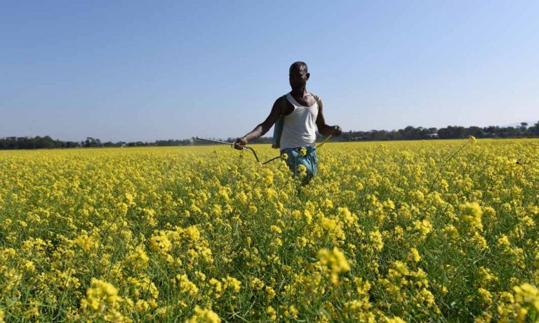 GM mustard: SC asks govt to have scientists file report on possible impact
