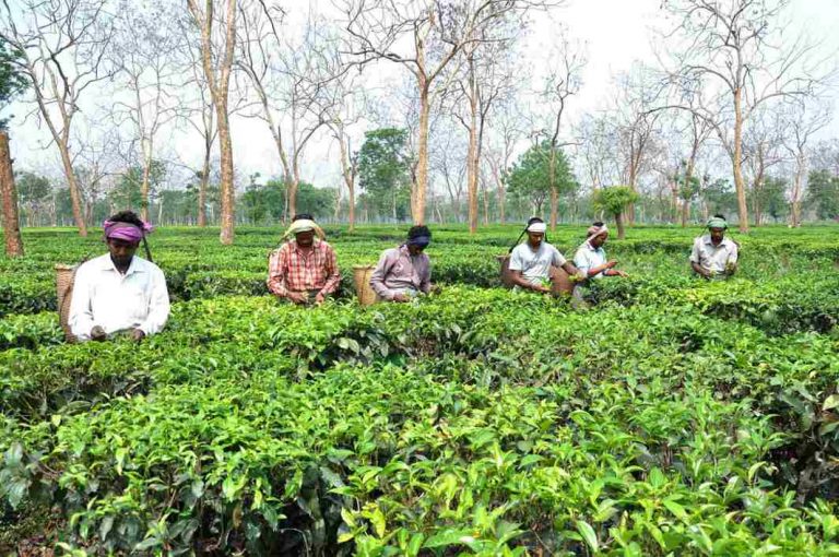 SC directs Centre to up the ante against tea companies for recovery of wages