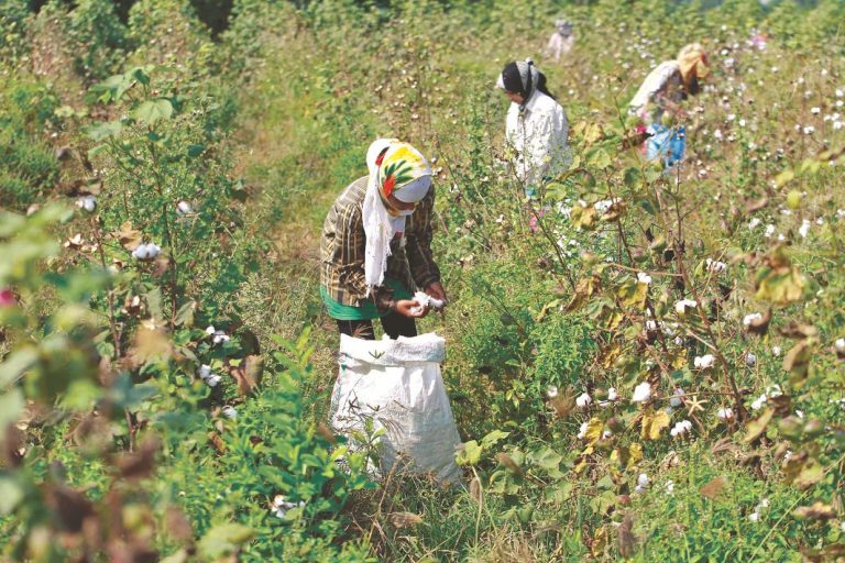 Herbicide-Tolerant Cotton: Dangerous Fluff