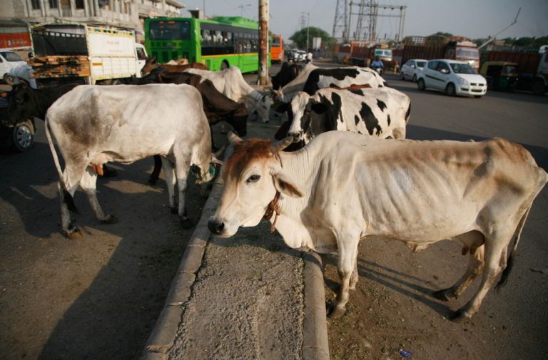Centre re-thinks ban on sale of cattle for slaughter