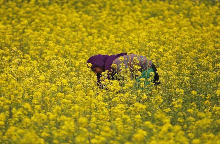 GM Mustard case: Issue to be again heard at SC after 12 weeks