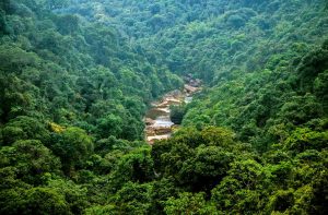 Dense forests in Meghalaya (representative image). Photo Courtesy Wikimedia