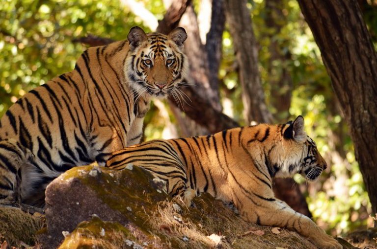 SC asks preservation authorities how to prevent tiger killings