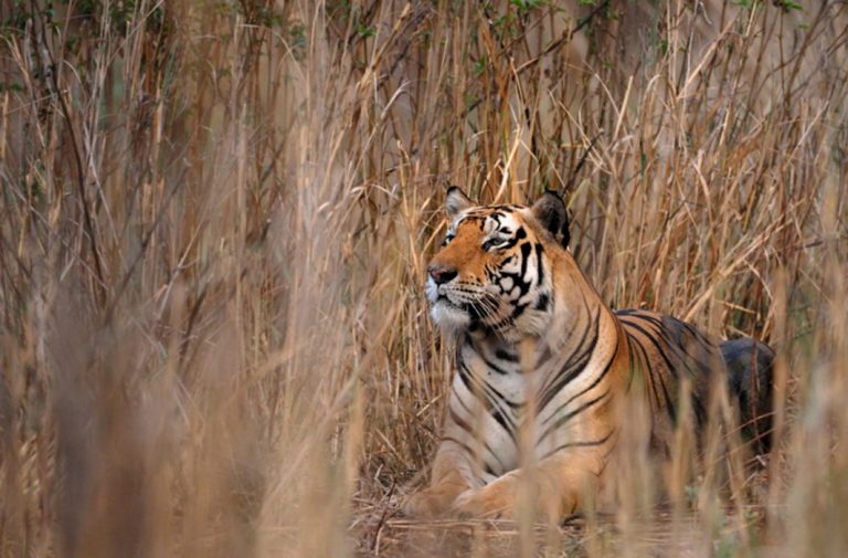 SC cancels “mega car parking” project around the Periyar Tiger Reserve