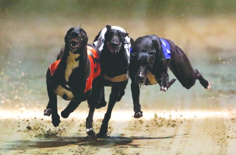 Dog Races: Hounded Out?