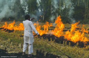Farmers burn the stubble after harvesting/Photo Courtesy: Greenpeace