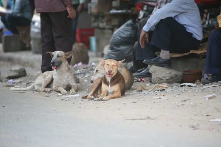 Sitapur Attacks: A Dog’s Fate