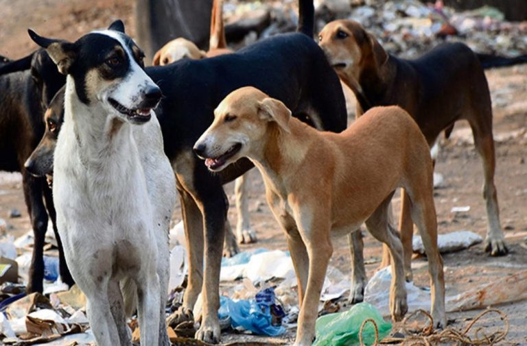 SC wants UP govt’s reply: Prove that stray dog bites killed children in Sitapur