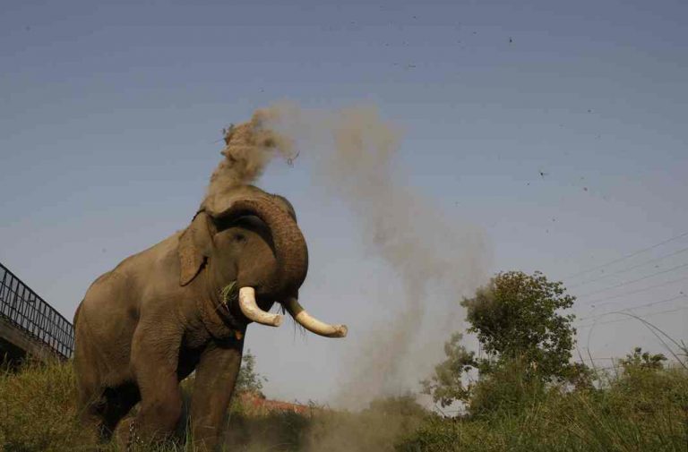 Ecological imbalance: SC tells 8 states to respond on the formation of elephant corridors