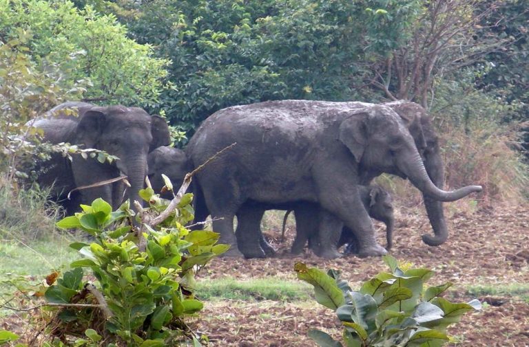 Elephant Corridors: Saving the Jumbo