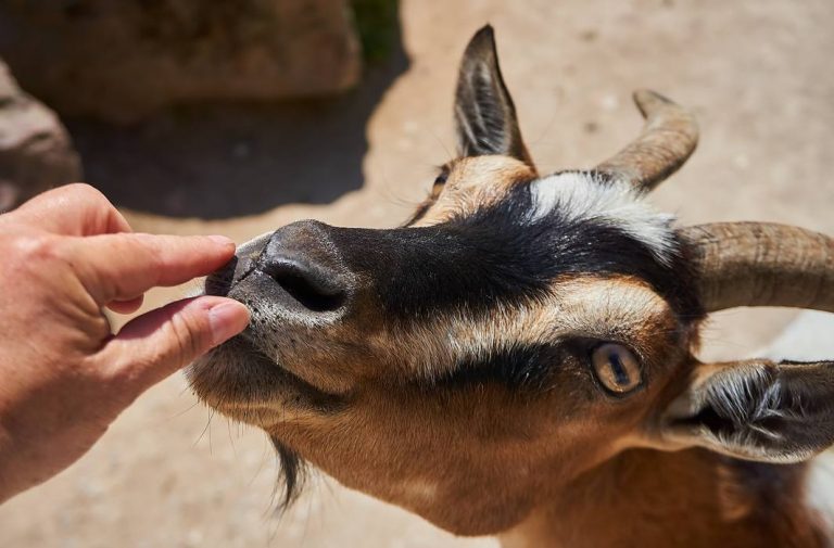 Bombay HC stays online permissions to slaughter goats after knowing that BMC cleared it in courtrooms also