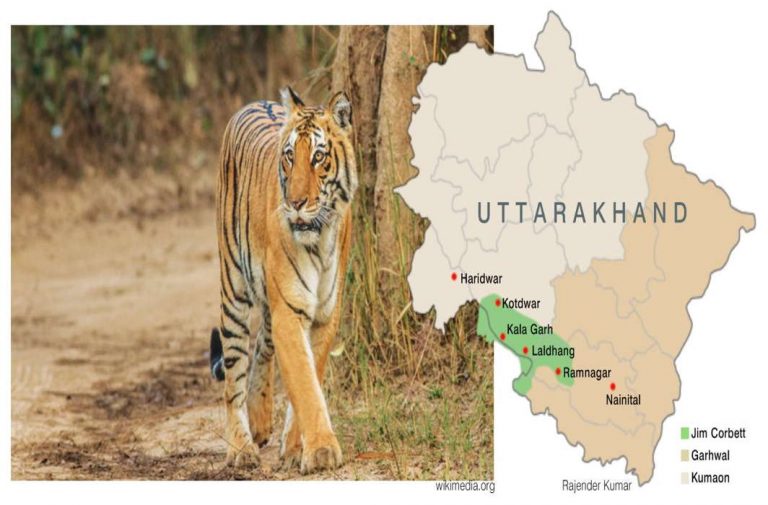 Corbett National Park: A Wild Ride