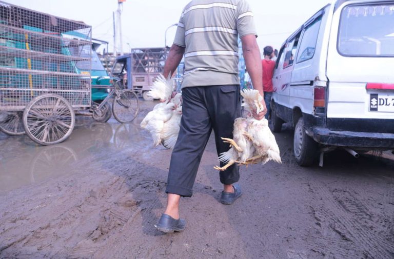 Delhi HC bans slaughtering of animals at Ghazipur Murga Mandi