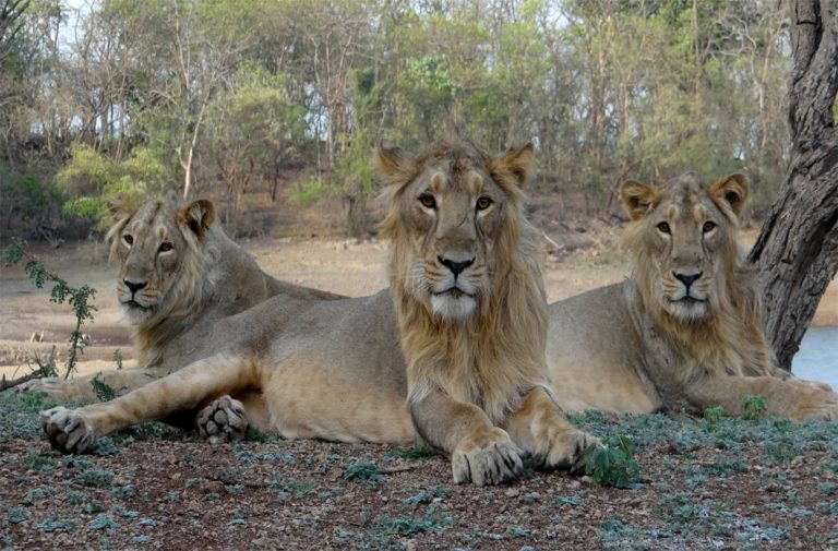 Gir Lions: Dying for Pride