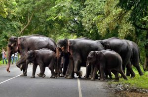 A herd of elephants crossing a road that cuts through a national park/Photo: UNI