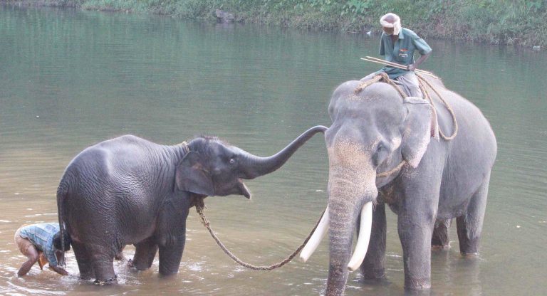 Captive Elephants: Jumbo Task