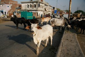 The menace of stray cattle has now affected movement of traffic on major roads and streets in UP/Photo: Anil Shakya