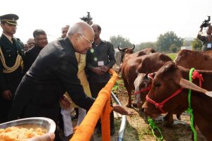 President Ram Nath Kovind feeding cows at Deendayal Research Institute in Arogyadham, in Chitrakoot, MP/Photo: UNI