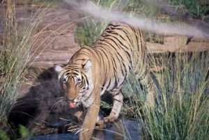 Uttarakhand has lost an alarming number of tigers to poachers in recent times/Photo: delhipedia.com