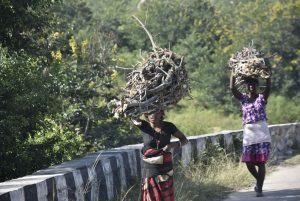 Tribal women carrying firewood from the forest in Patratu area in Ranchi/Photo: UNI