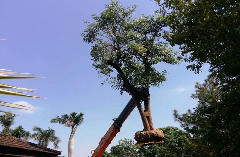 SC questions Centre for granting environmental clearances for community centres