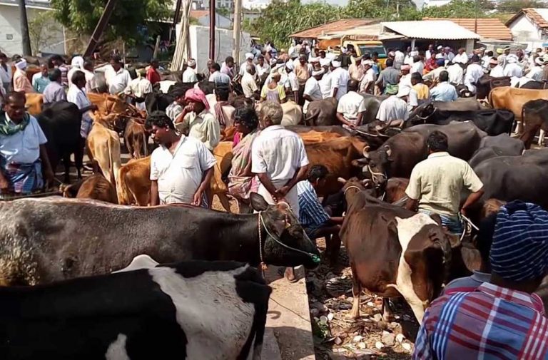 Gujarat HC Blocks State Govt’s Bid to Play Appeasement Politics by Banning Livestock Export