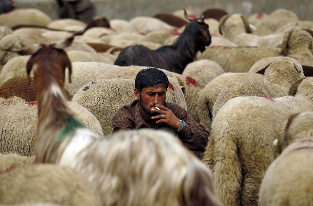 The UAE and Nepal are the two main countries which import live sheep and goats from India (Representational Image)/Photo: UNI