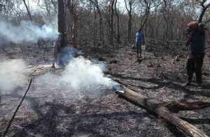 Forest officials dousing fire in a forest (representative image)