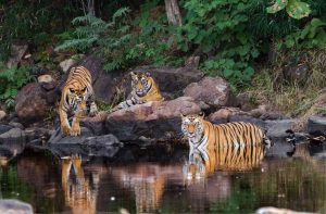 A Wildlife Institute of India study found the Panna Tiger Reserve has as many as 23 tigers/Photo: facebook