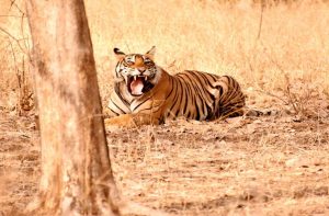 Poaching and tiger attacks on humans are on the rise due to human habitation in the vicinity of the tiger reserves/Photo: UNI