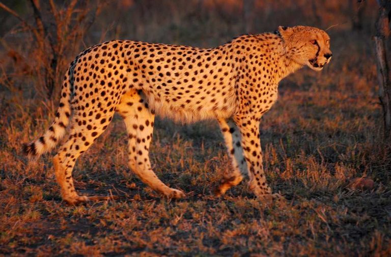 SC allows introduction of African cheetah into India