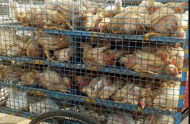 Ghazipur poultry market shut
