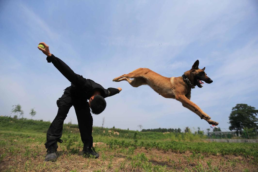 GO REX: A policeman trains a police dog in Xi'an, Shaanxi province, China, Reuters/UNI