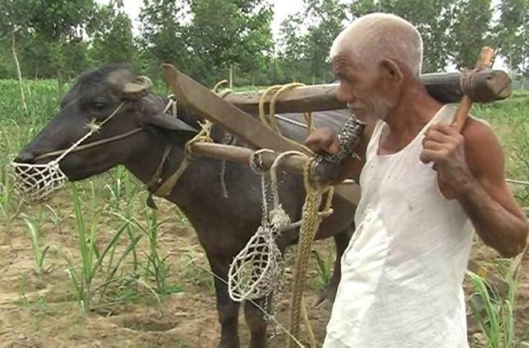 Poor Farmer forced to “shoulder” animal’s role