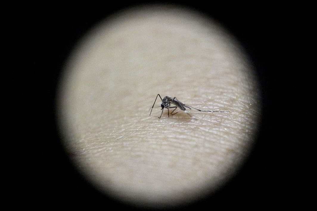 India placed in Category 2 of Zika risk list of WHO