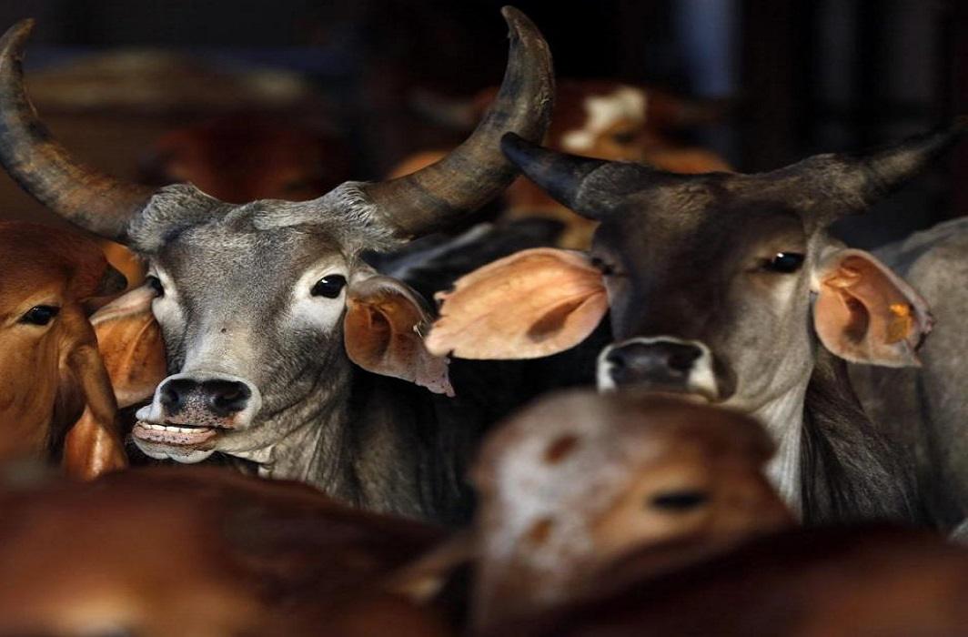 India’s cattle industry hit by new rules, but it remains 3rd largest beef exporter: FAO report