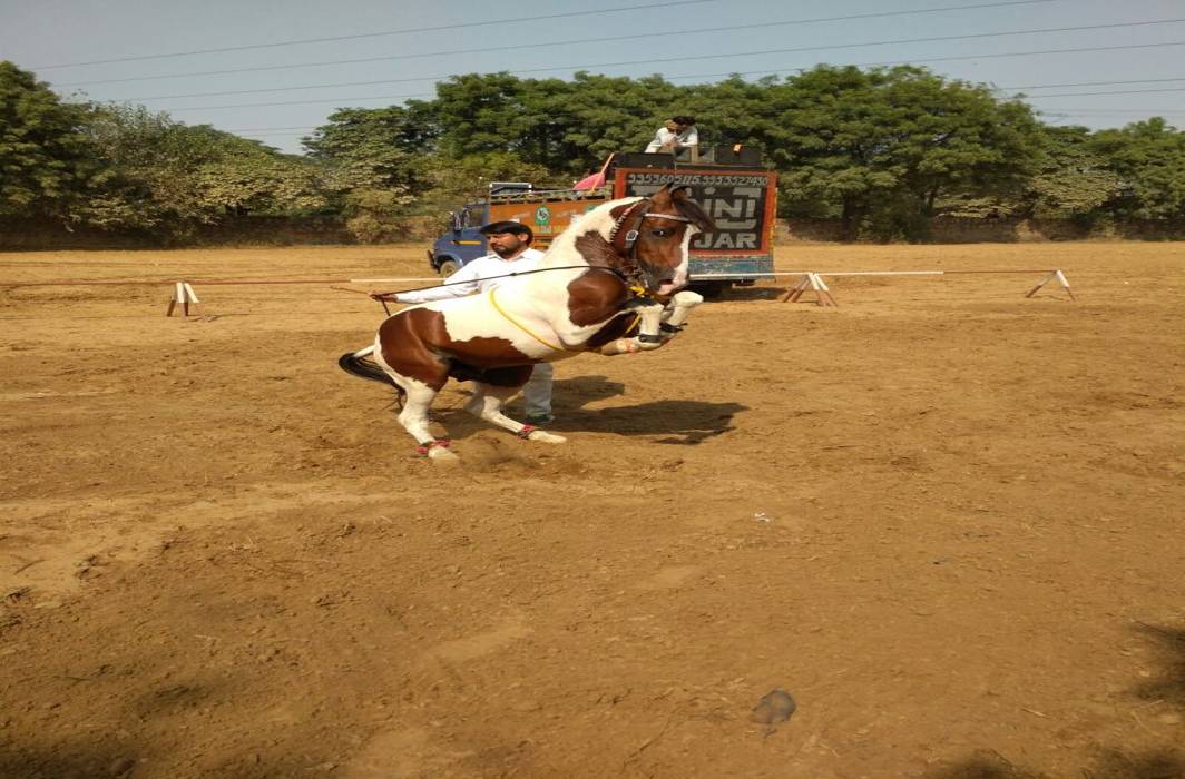 All the Pretty Marwari Horses: Dance, rawal and flat races draw footfall